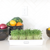 Ceramic Microgreen Kit