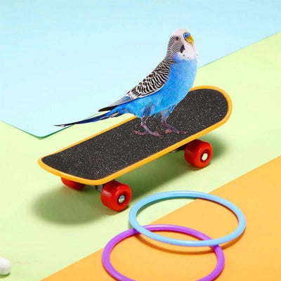 Parrot Training Toys