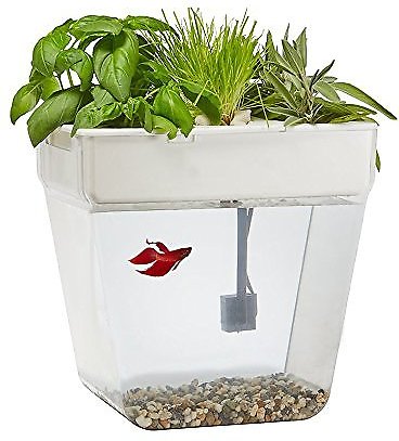 Water Garden Fish Tank, 3-gal
